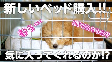 【あごのせスクエアベッド】新しい犬用ベッド購入!!